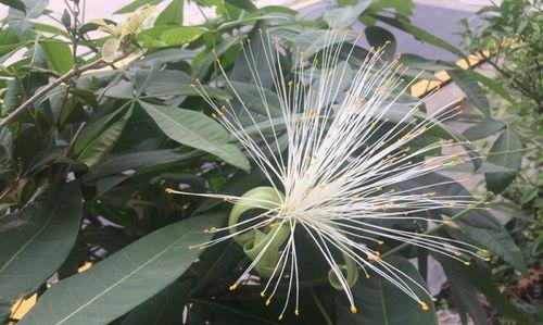 发财树会开花吗？探秘开花的颜色与样子