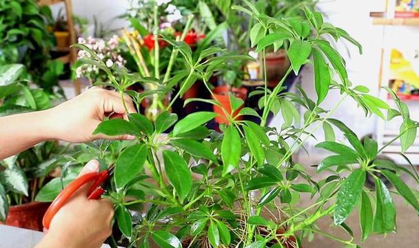 如何正确配土和种植发财树（学会正确的发财树种植方法）