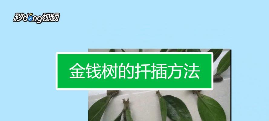 发财树扦插繁殖方法及注意事项（如何快速繁殖健康的发财树）