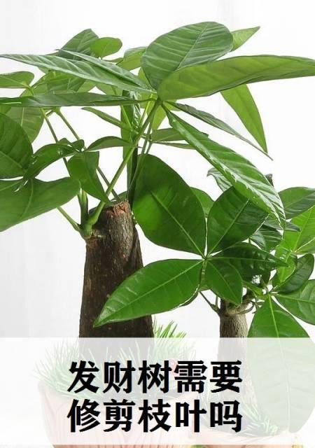 发财树种子可以食用吗（了解发财树种子的营养价值和食用方法）