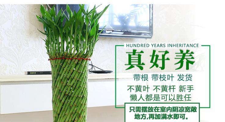 发财竹的养殖全攻略（从种植到管理）