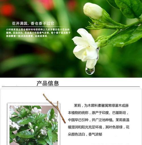 法国香水藤茉莉的花期与特点（了解它的开花时间和风格）