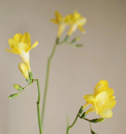 香雪兰的花语含义——纯洁、高贵、坚强（探秘香雪兰花语的意义）