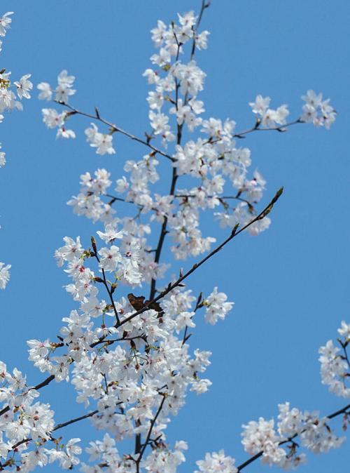 花的高贵纯洁（探寻美丽花朵中的高贵纯洁之魅力）