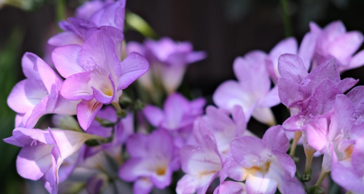 探寻小苍兰花的花语与传说（神秘的小苍兰）