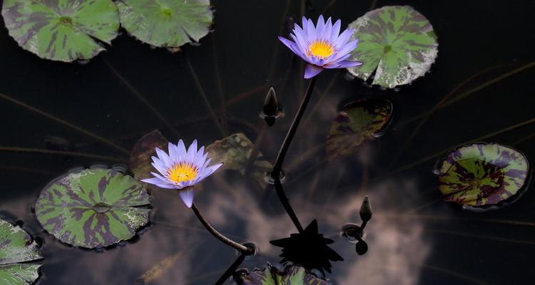 延药睡莲花语（探寻延药睡莲花语的内涵和象征意义）