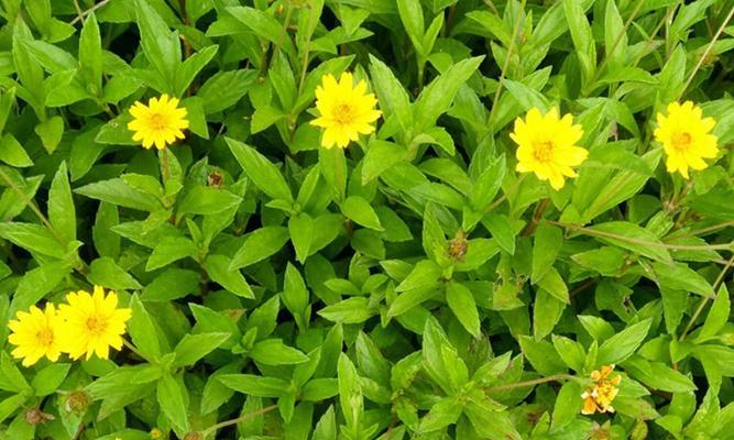 野菊花的花语与寓意（野菊花）