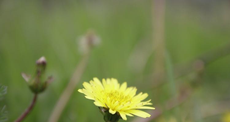 野菊花的花语与寓意（野菊花）