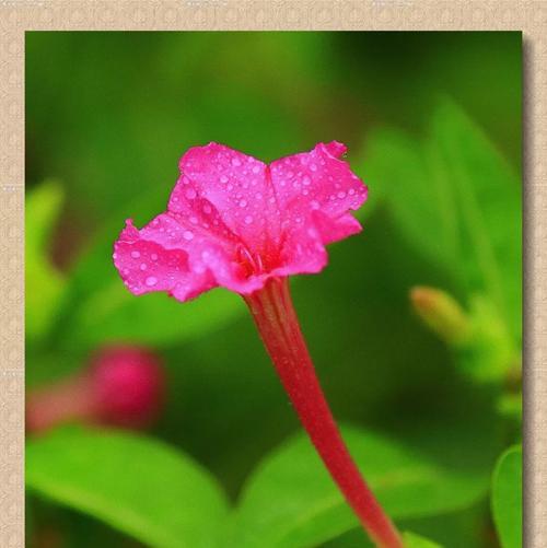 夜来香的芬芳魅力（探寻夜来香的独特韵味）