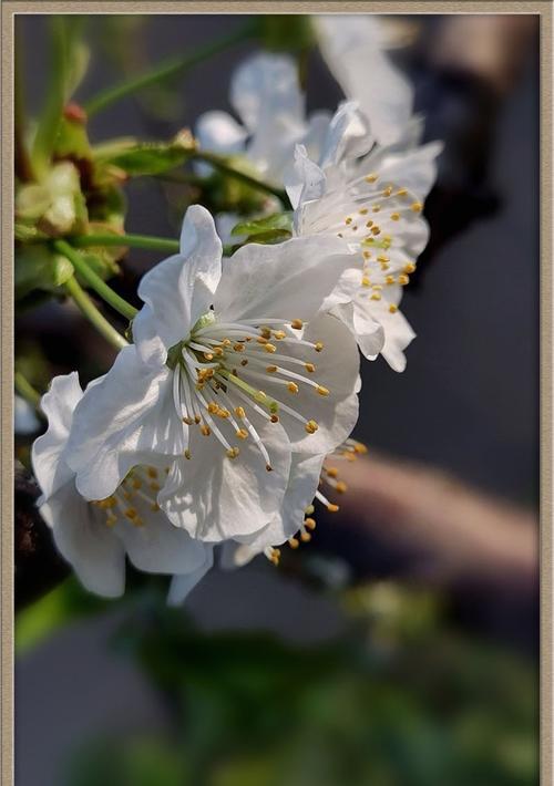 樱桃花花语及相关信息介绍（了解樱桃花的花语及背后的文化意义）