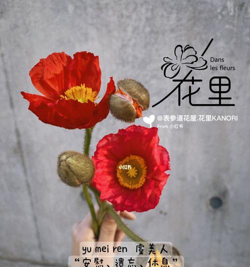 虞美人花语与传说（美丽绽放的虞美人）