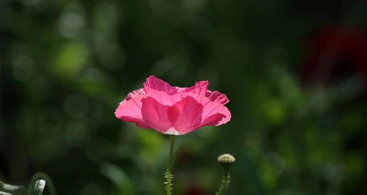 虞美人花的花语及其寓意（探索虞美人花的花语与心灵之旅）