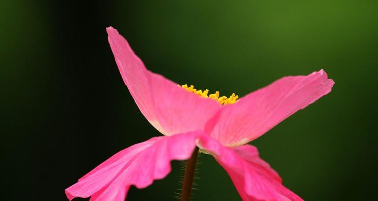 虞美人花语之情感缠绵（揭秘虞美人花的花语及其象征意义）