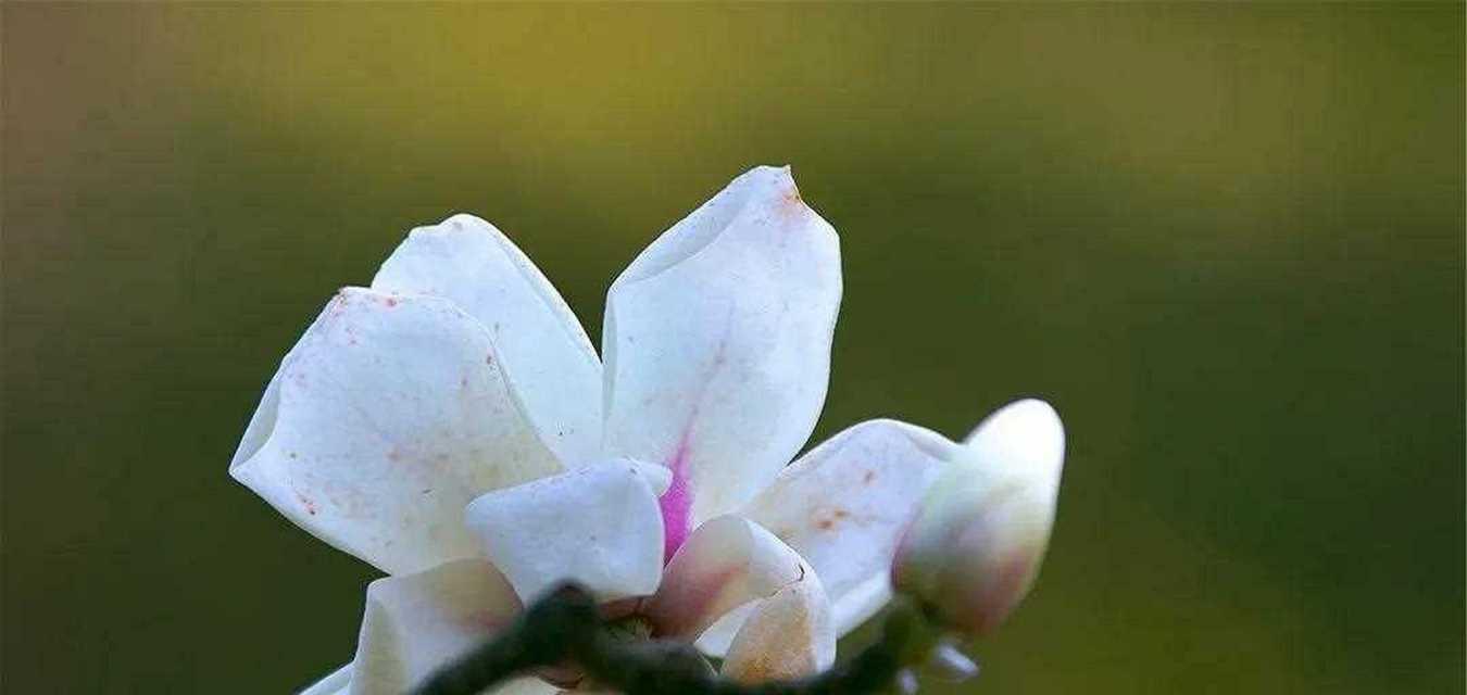 玉兰花的种类与花语（探秘玉兰花的丰富花语及品种）