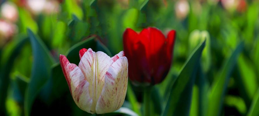 郁金香花的花语及其象征意义（揭示郁金香花语的深层内涵）