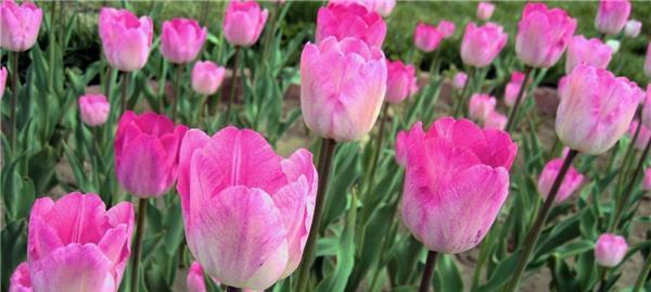 郁金香花的花语及其象征意义（揭示郁金香花语的深层内涵）