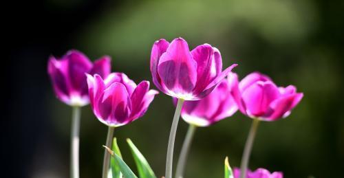 郁金香花的花语及其象征意义（揭示郁金香花语的深层内涵）