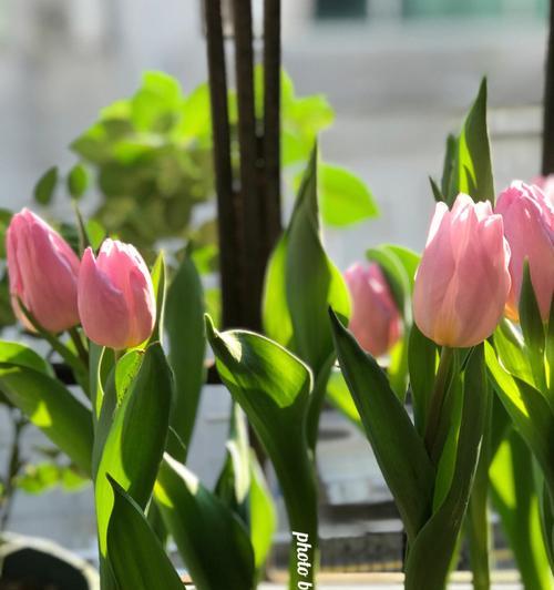 郁金香花的种植时机与寓意（探索郁金香花的适宜种植时间及其象征意义）