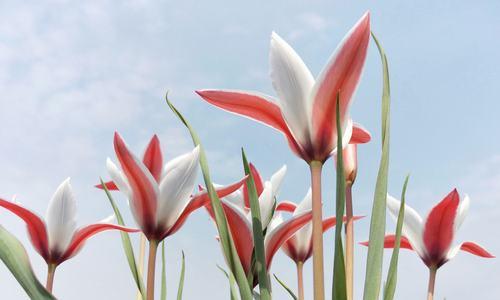 郁金香花的种植时机与寓意（探索郁金香花的适宜种植时间及其象征意义）