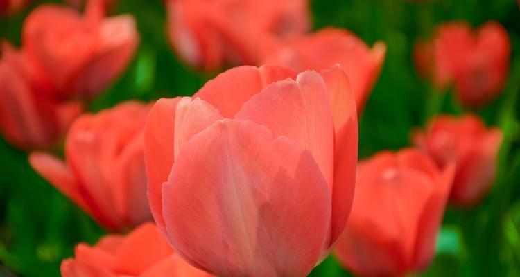 郁金香花语及寓意（郁金香花语与情感表达）