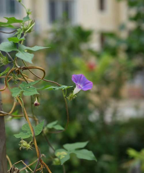 圆叶牵牛花语（探寻圆叶牵牛花的花语与意义）