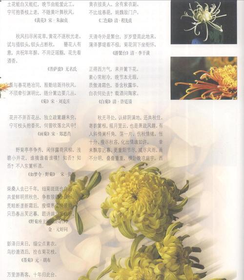 以重瓣菊花的花语和象征（追寻真爱）