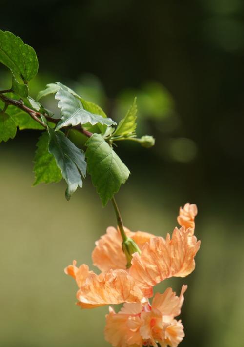 朱槿牡丹花语的魅力（探秘朱槿牡丹的花语及象征意义）