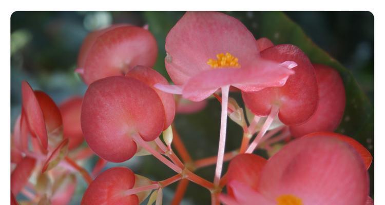 竹节秋海棠，花开人间（竹节秋海棠的花语及寓意）