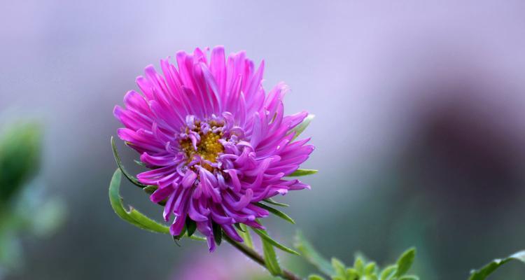 紫色翠菊花语的美丽与寓意（传递祝福与希望的鲜花之语）