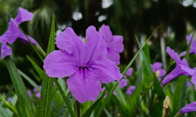 紫色花语风信子（花开春天）