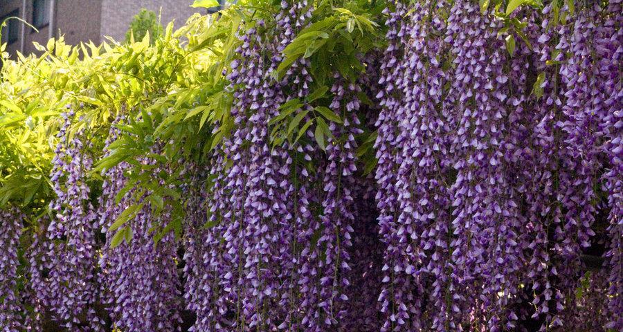 紫藤花的花语与美丽传说（紫藤花的花语及其寓意与传统文化）