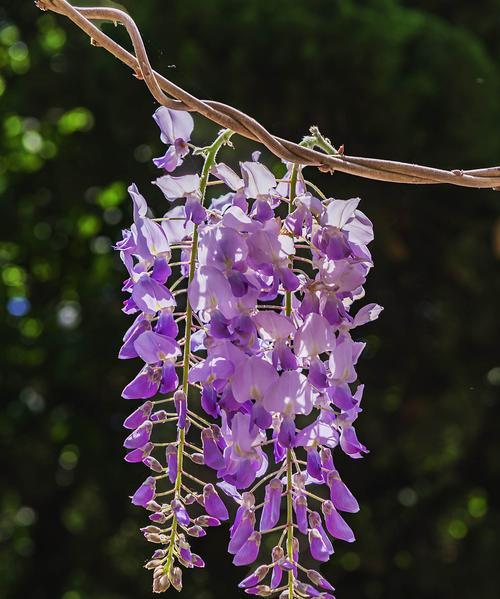 紫藤花的花语与美丽传说（紫藤花的花语及其寓意与传统文化）