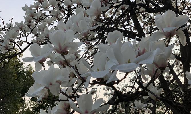 白兰花的寓意与花语（探索白兰花的含义）