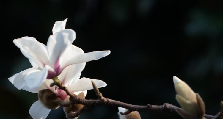 白兰花的寓意与花语（探索白兰花的含义）