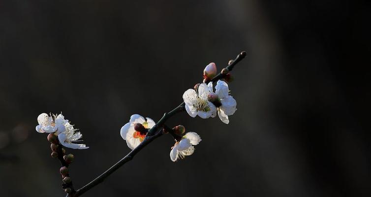 白梅花的花语与寓意（探索白梅花的深层含义）