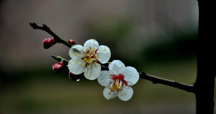 白梅花的花语与寓意（探索白梅花的深层含义）