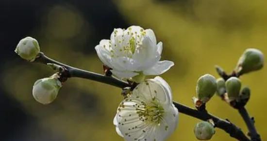 白梅花的花语与寓意（探索白梅花的深层含义）