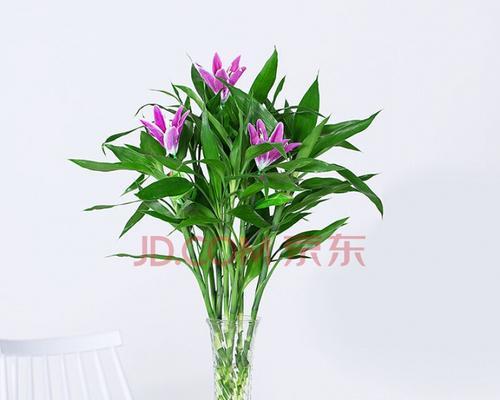 百合花与富贵竹（百合花和富贵竹相得益彰）