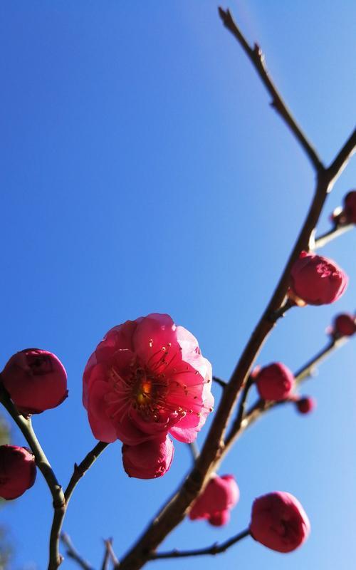 冬天的梅花（一朵梅花）