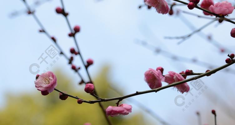 冬天的梅花（一朵梅花）