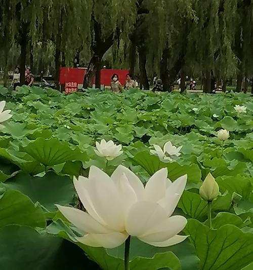 荷花网络（以荷花网络为例）