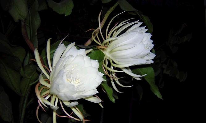 黑色花朵（揭开黑色花朵的花语秘密）