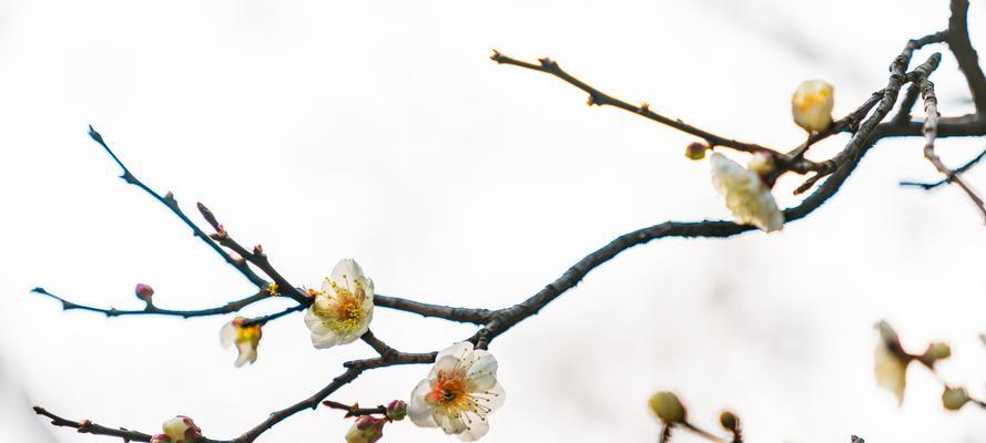 腊梅花语的含义及传承（探寻腊梅花的深意与美丽）