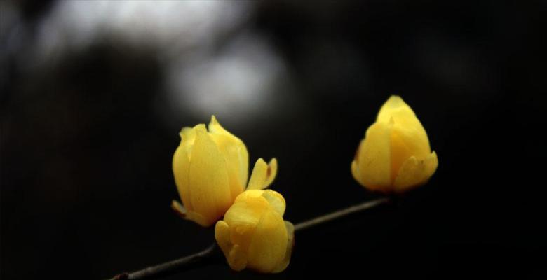 腊梅花语的含义及传承（探寻腊梅花的深意与美丽）