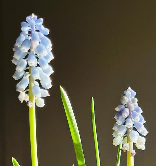 蓝紫色风信子花语（传递坚贞不渝的爱与忠诚）