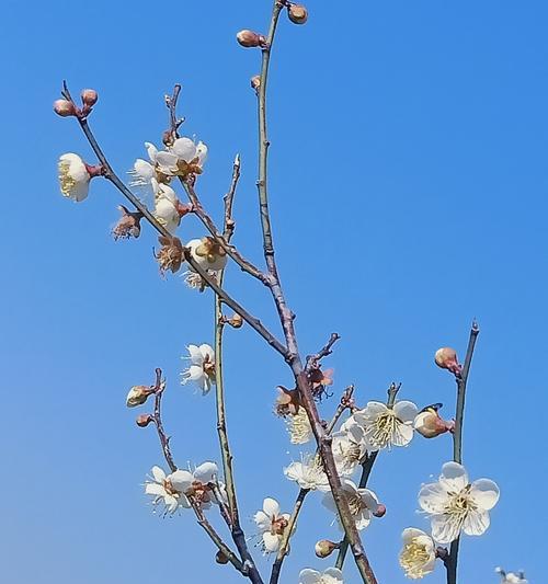 梅花吉祥，花开富贵（以梅花代表吉祥的文化寓意与象征意义）