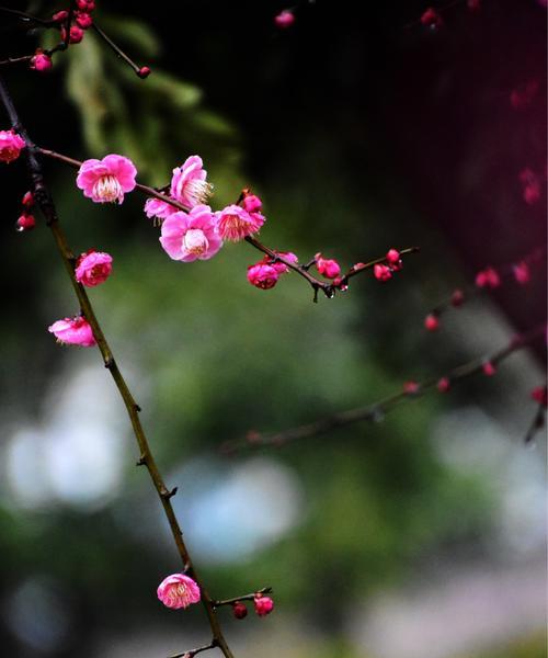 梅花吉祥，花开富贵（以梅花代表吉祥的文化寓意与象征意义）