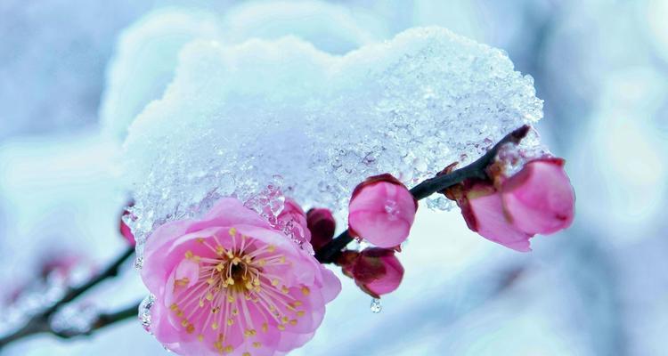 梅花吉祥，花开富贵（以梅花代表吉祥的文化寓意与象征意义）