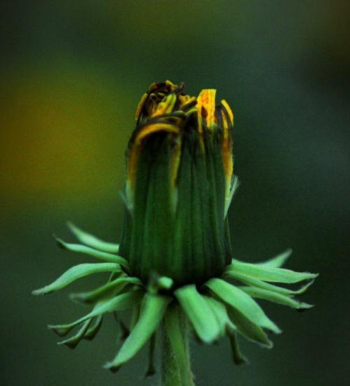 花语之美——迷迭香、蒲公英和昙花的寓意与象征（三种花朵的花语与心灵沟通）