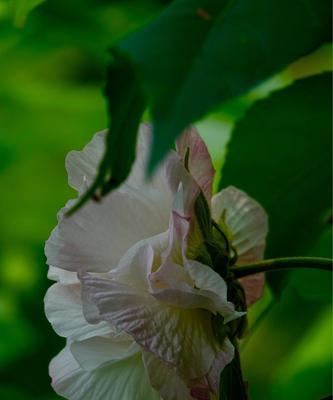 木芙蓉之美——花开花落的花语（探索木芙蓉的花语与魅力）